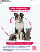 Obligation d'identification des chiens, chats et furets