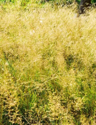 Obligation de débroussailler 